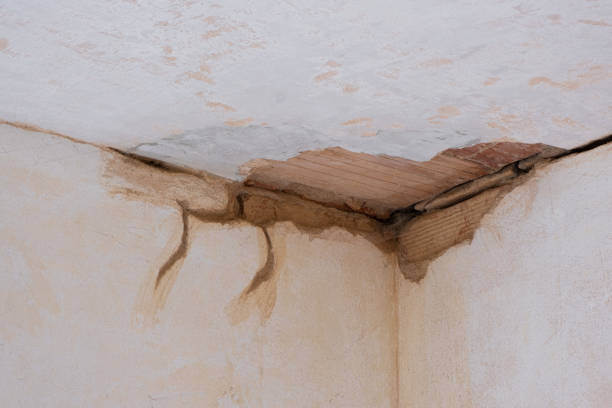 Best Mold removal after water damage  in Mcgehee, AR