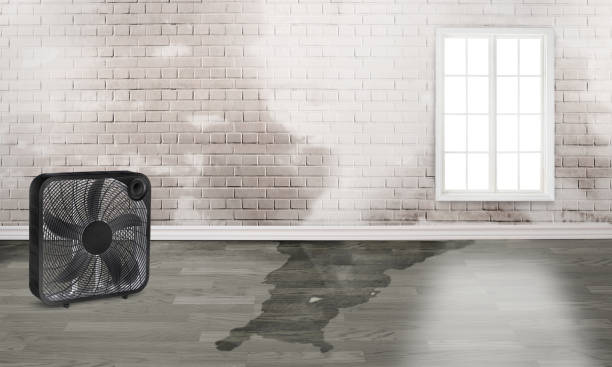 Best Basement water damage restoration  in Mcgehee, AR